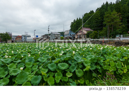 250803十日町市川治堤の蓮 250803十日町市川治堤の蓮 138578239