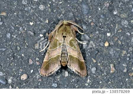 オオクシヒゲシマメイガの雄（北海道・鶴居村） 138578269