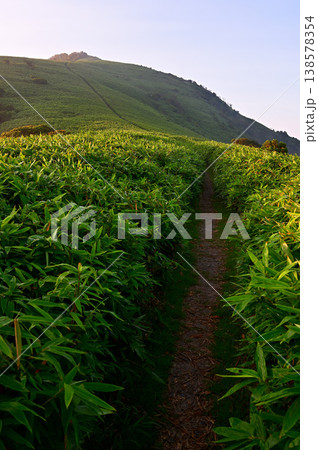 伊豆半島の伊豆山稜線歩道　朝日射す達磨山の草原 138578354