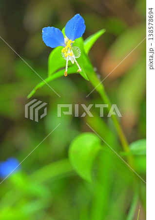 伊豆半島の伊豆山稜線歩道　伽藍山　ツユクサ 138578694