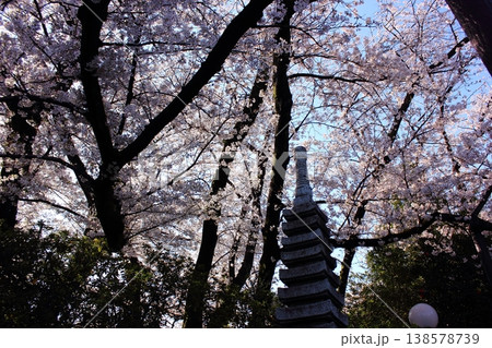 春の陽射しの中で爛漫になった福蔵院境内の桜（2） 138578739