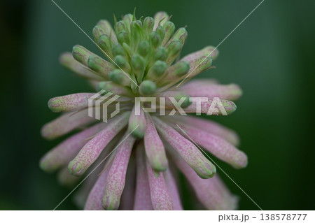 ピンク色の花 138578777