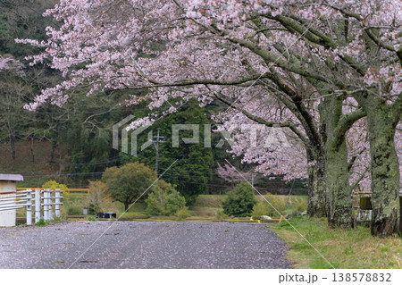 桜の絨毯が広がる春の並木道と散りゆく桜 桜の絨毯が広がる春の並木道と散りゆく桜 138578832