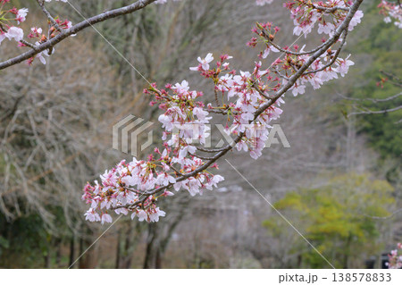 桜の絨毯が広がる春の並木道と散りゆく桜 桜の絨毯が広がる春の並木道と散りゆく桜 138578833