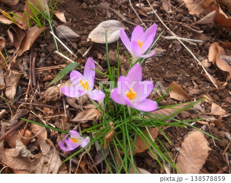 クロッカス 138578859