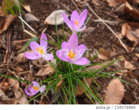 クロッカス 138578860