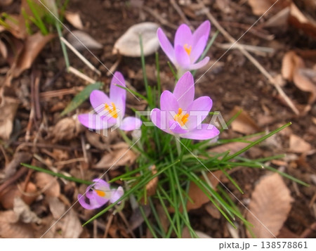 クロッカス 138578861