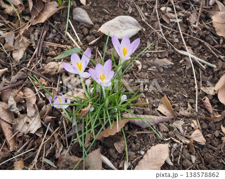 クロッカス 138578862