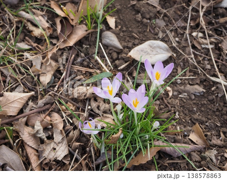 クロッカス 138578863