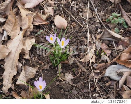 クロッカス 138578864