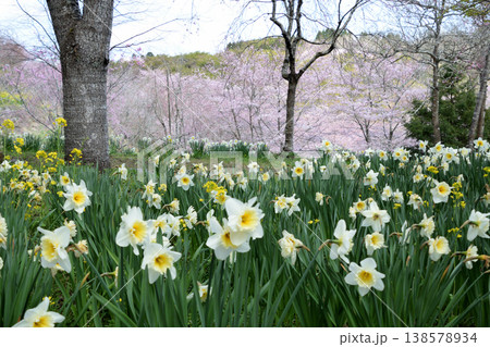 花爛漫 138578934