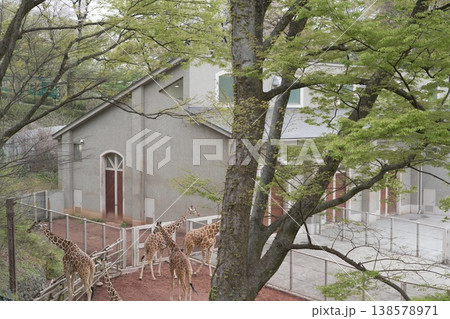 キリンのいる風景　動物園 138578971