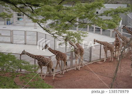キリンのいる風景　動物園 138578979