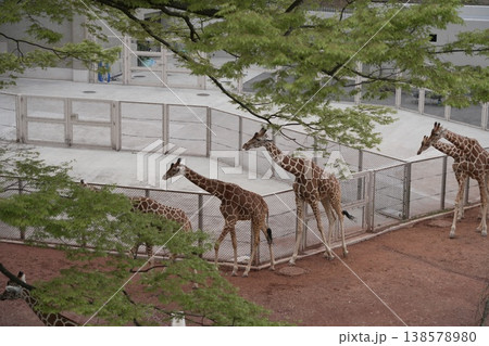 キリンのいる風景　動物園 138578980