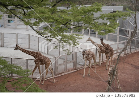 キリンのいる風景 動物園 キリンのいる風景 動物園 138578982