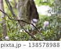 初夏の風景　石楠花の前でたたずむコルリ 138578988