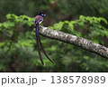 冠羽を立てた興奮気味のサンコウチョウ 138578989