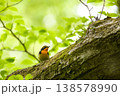 新緑の中のキビタキ 138578990