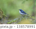 たたずむコルリ 138578991