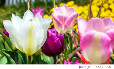 春に咲くカラフルなチューリップの花 138579000