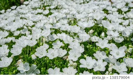 ネモフィラ 白 満開の花畑 背景素材 ネモフィラ 白 満開の花畑 背景素材 138579004