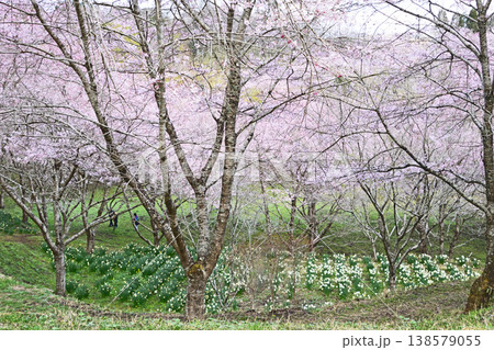 花爛漫 138579055