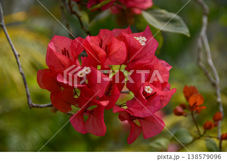 南国沖縄　赤いブーゲンビリア 138579096