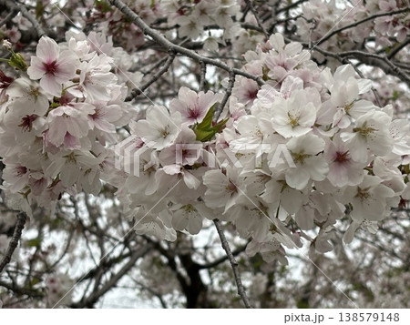 満開の桜 138579148