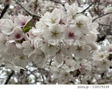 満開の桜 138579149