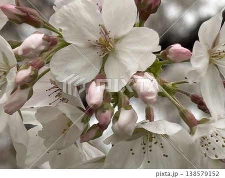 満開の桜 138579152