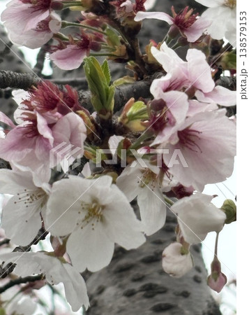 満開の桜 138579153