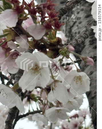 満開の桜 138579154