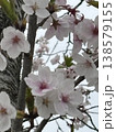 満開の桜 138579155