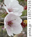満開の桜 138579156