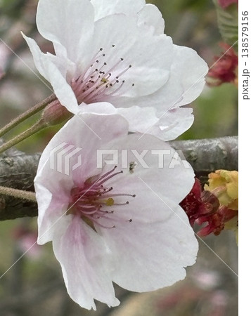 満開の桜 138579156