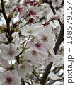 満開の桜 138579157