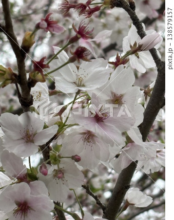 満開の桜 138579157
