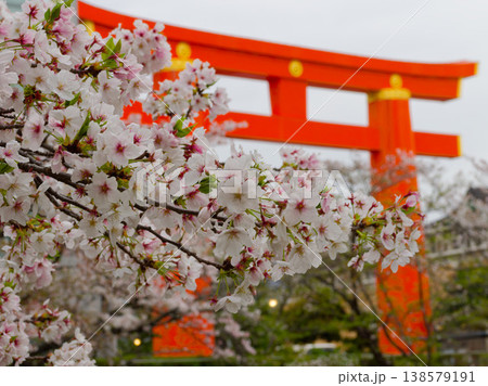 鳥居と桜が織りなす日本の春景色, Torii gate and cherry blossoms in 138579191