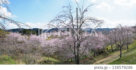 花爛漫 花爛漫 138579286