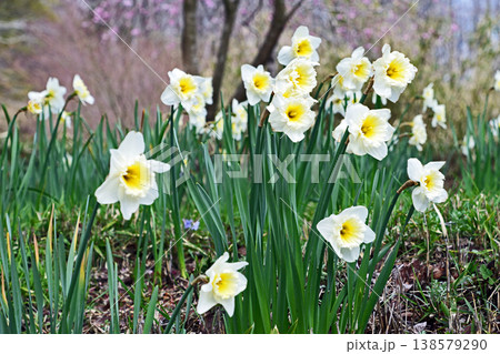 花爛漫(ダイハイスイセン) 花爛漫(ダイハイスイセン) 138579290