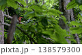 森の奥のアカショウビン 138579300