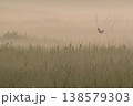 朝靄の中のマダラチュウヒ〜その2 138579303