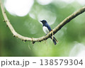 杉林の中のオオルリ 138579304