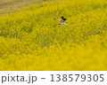 菜の花畑で採餌するハイイロチュウヒ 138579305