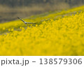 菜の花畑で採餌するハイイロチュウヒ 138579306