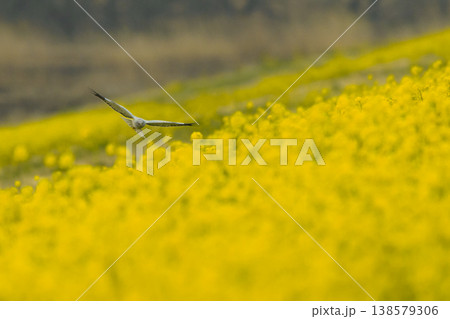 菜の花畑で採餌するハイイロチュウヒ 138579306