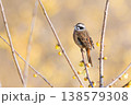 蝋梅とホオジロ 138579308