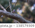杉林の中のハギマシコ 138579309