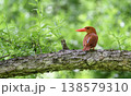 新緑の中のアカショウビン 138579310