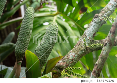Fruits of Monstera deliciosa. Monstera deliciosa fruit can be eaten if you tap the fruit and its scales fell off. If not it mean that you picked it a bit to early. Fruits of Monstera deliciosa. Monstera deliciosa fruit can be eaten if you tap the fruit and its scales fell off. If not it mean that you picked it a bit to early. 138579320